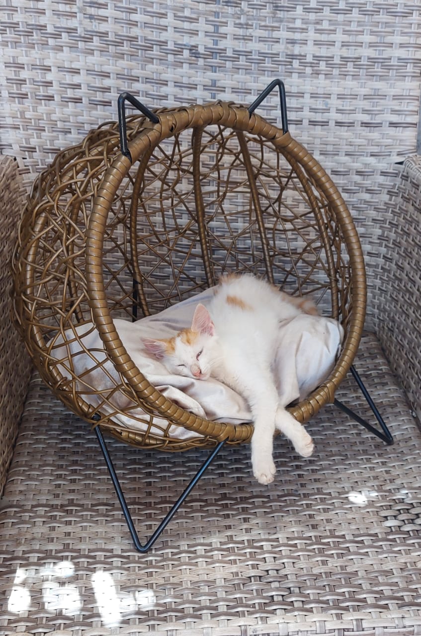 Papasan AM Cosy
