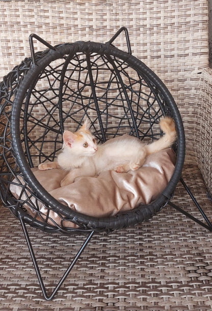 Papasan AM Cosy
